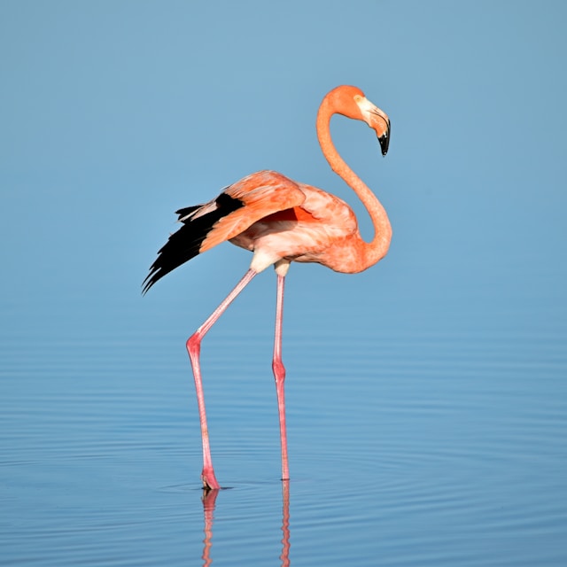 Animals