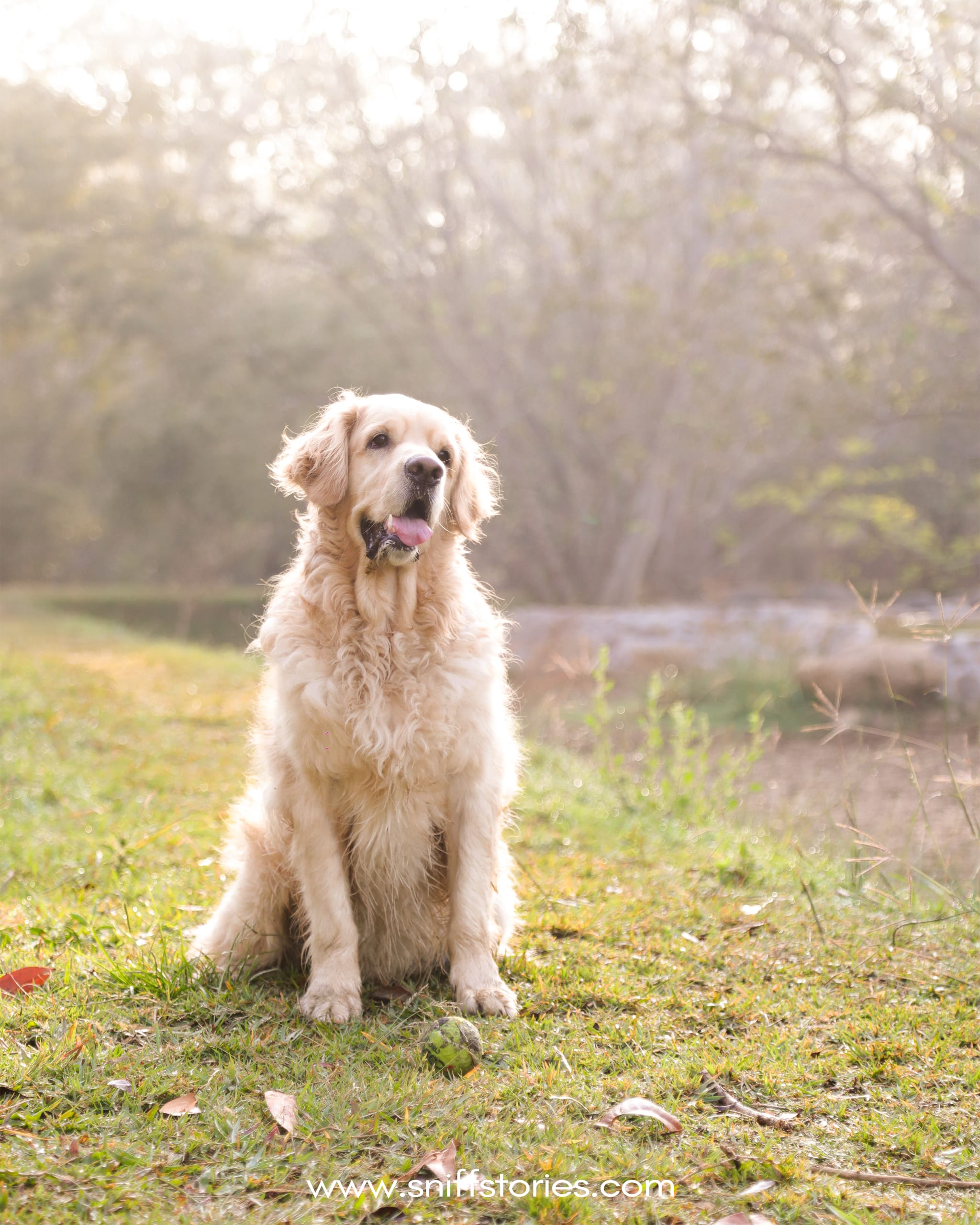 Only Pet Portraits Sessions