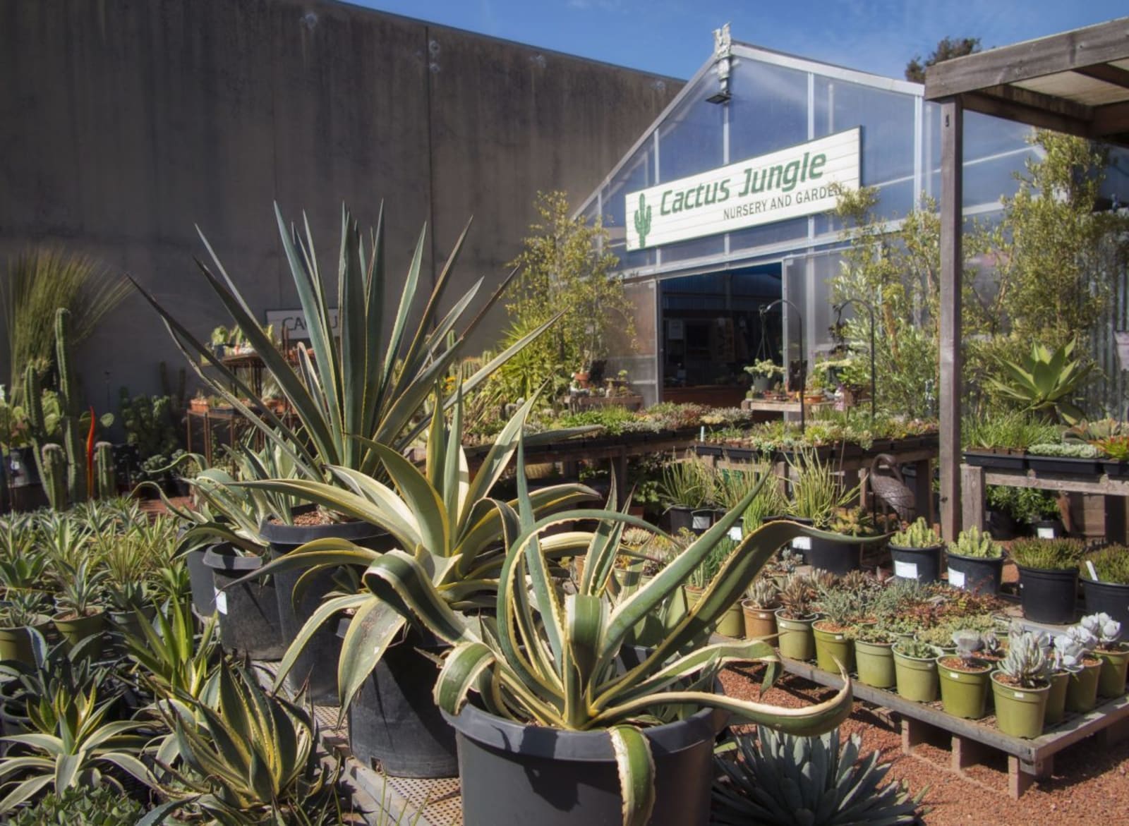 Gifts at Cactus Jungle