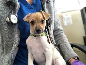Gifts at Berkeley Humane