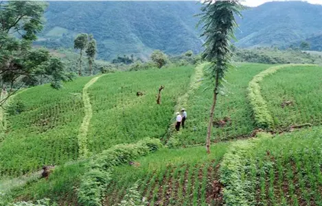 Chống xói mòn trên đất dốc