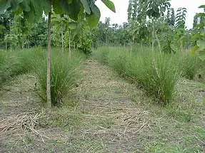 Trồng cây chống xói mòn