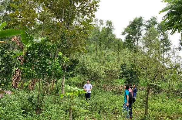 Trồng cây chống xói mòn
