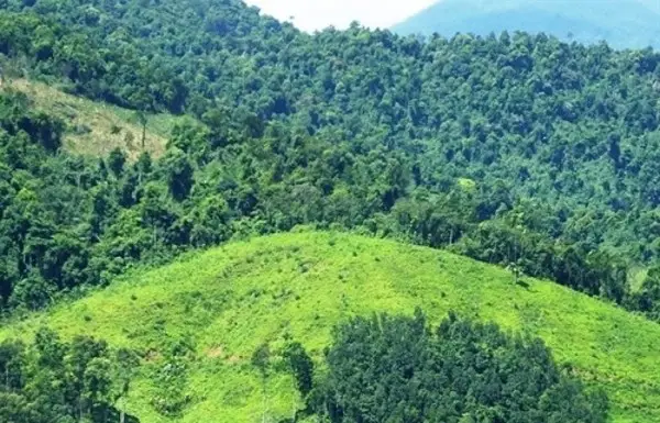 Trồng cây chống xói mòn