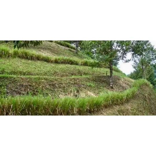 Trồng cây chống xói mòn