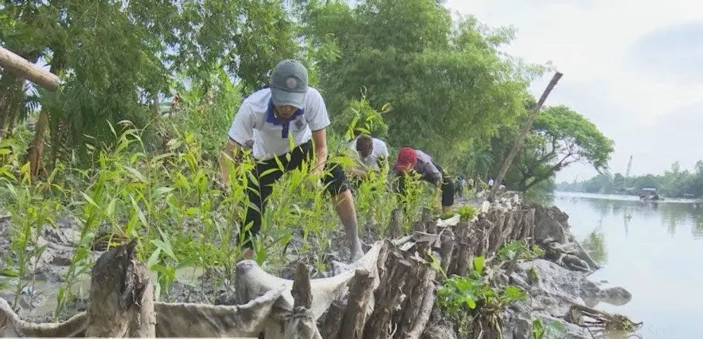Trồng cây chống xói mòn