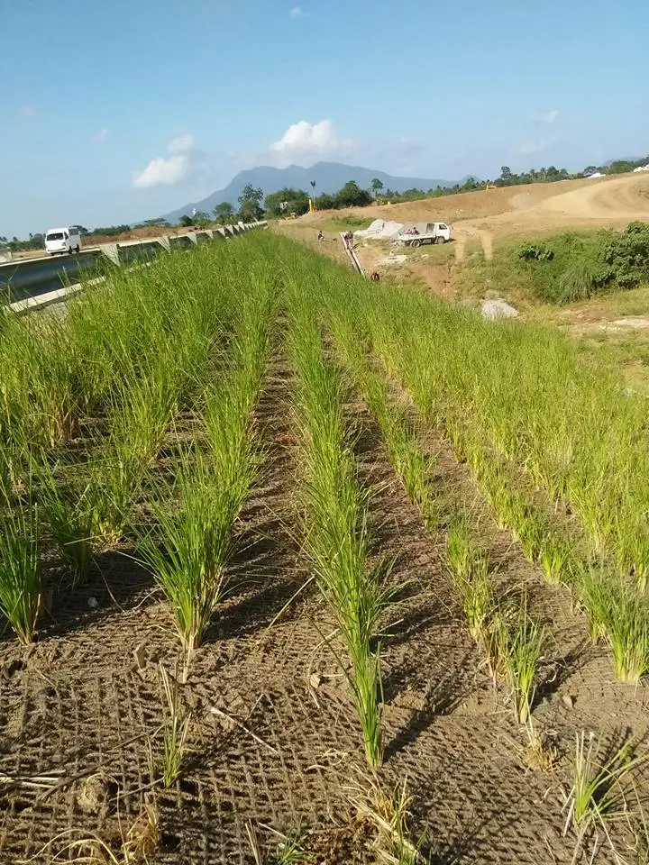 Các loại cây chống xói mòn