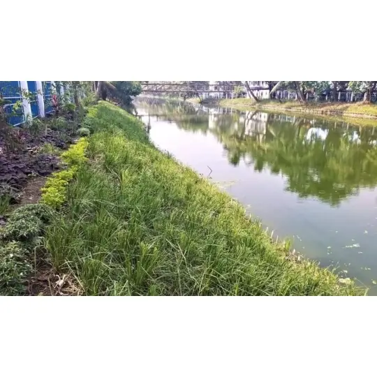 Các loại cây chống xói mòn