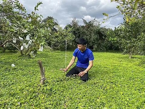 Các loại cây chống xói mòn