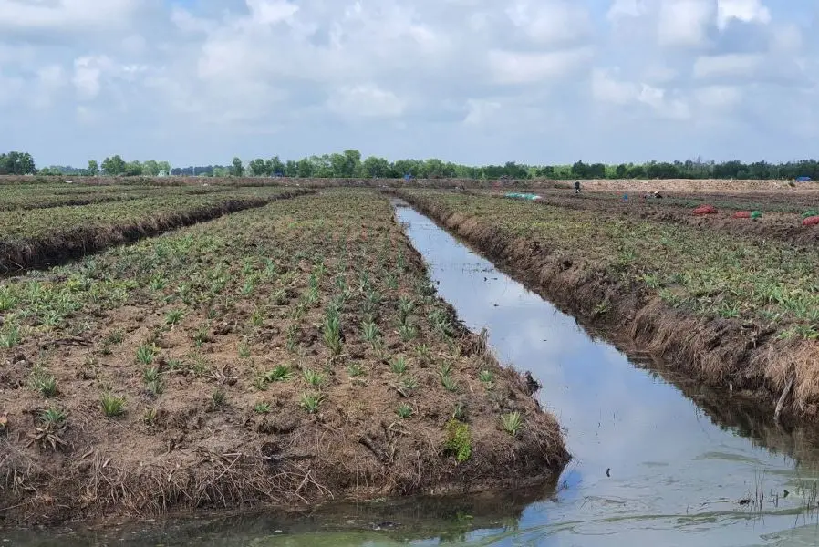 Hành Trình Khôi Phục Nghệ Thuật Cải Tạo Đất