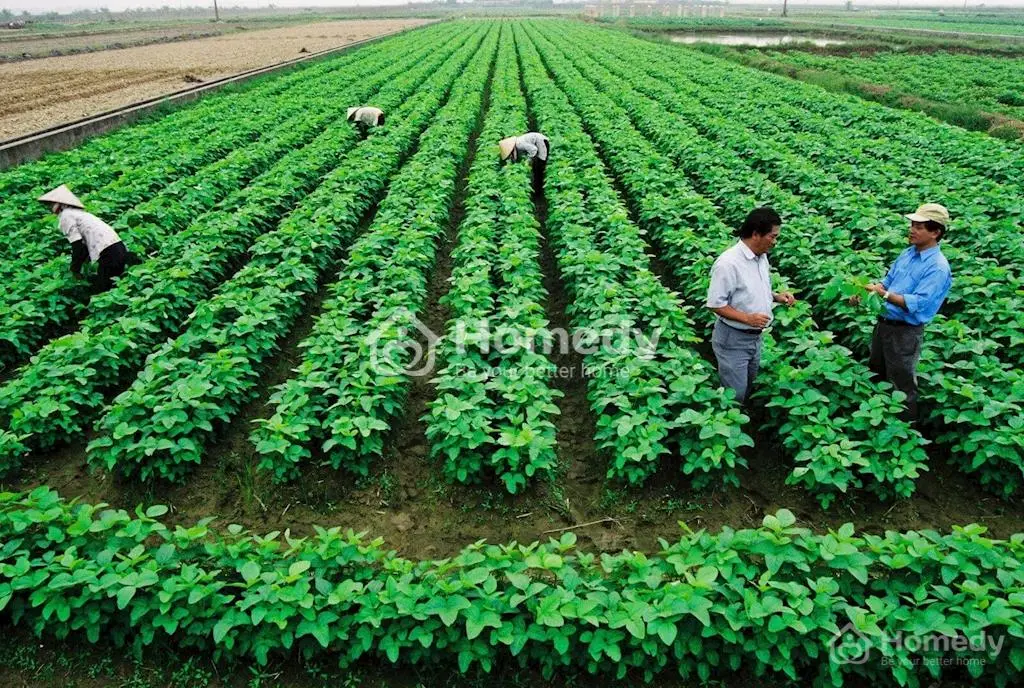 Hành Trình Khôi Phục Nghệ Thuật Cải Tạo Đất