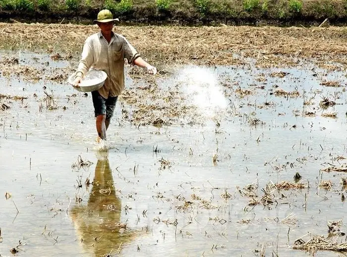 Cách Cải Tạo Đất Khô Cằn
