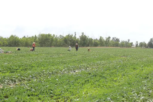 Cách Cải Tạo Đất Khô Cằn