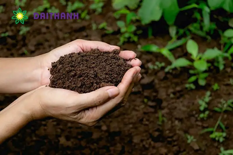 Hồi Sinh Đất Sét Khơi Nguồn Sự Sống Từ Mảnh Đất Cằn Cỗi