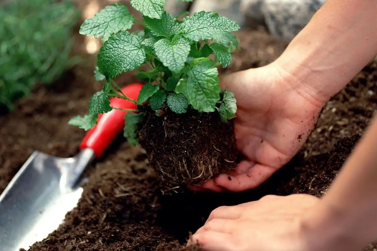 Hồi Sinh Đất Sét Khơi Nguồn Sự Sống Từ Mảnh Đất Cằn Cỗi