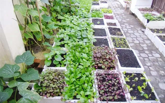 Cách Cải Tạo Đất Vườn