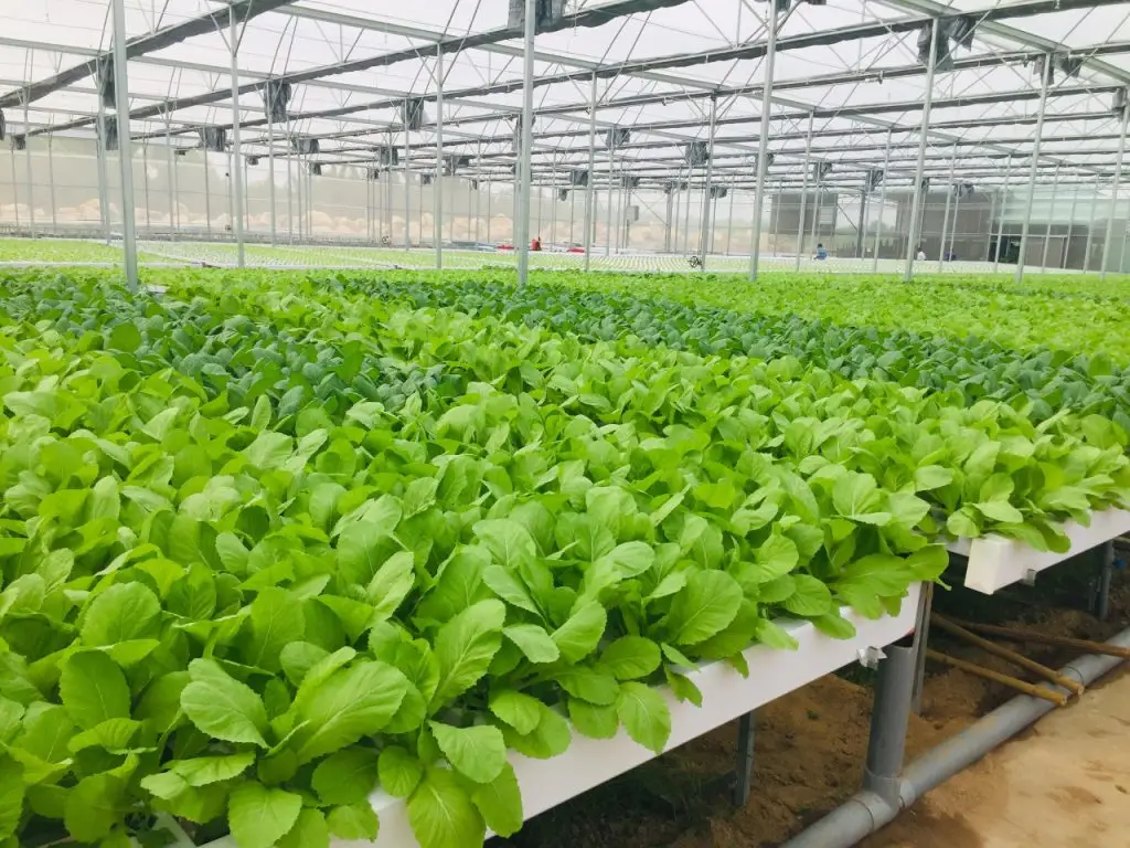 Cách Cải Tạo Đất Vườn
