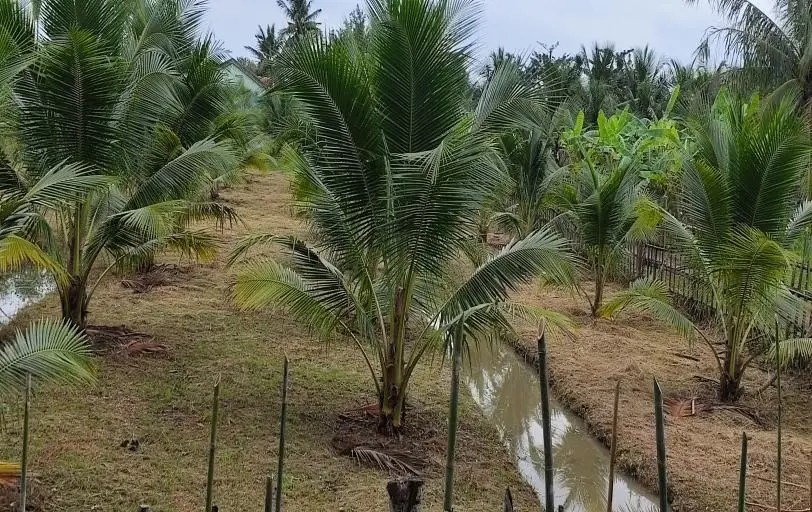 Khám Phá Vẻ Đẹp Trong Cải Tạo Đất Cát