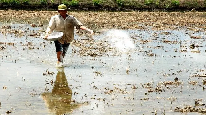 Khám Phá Vẻ Đẹp Trong Cải Tạo Đất Cát