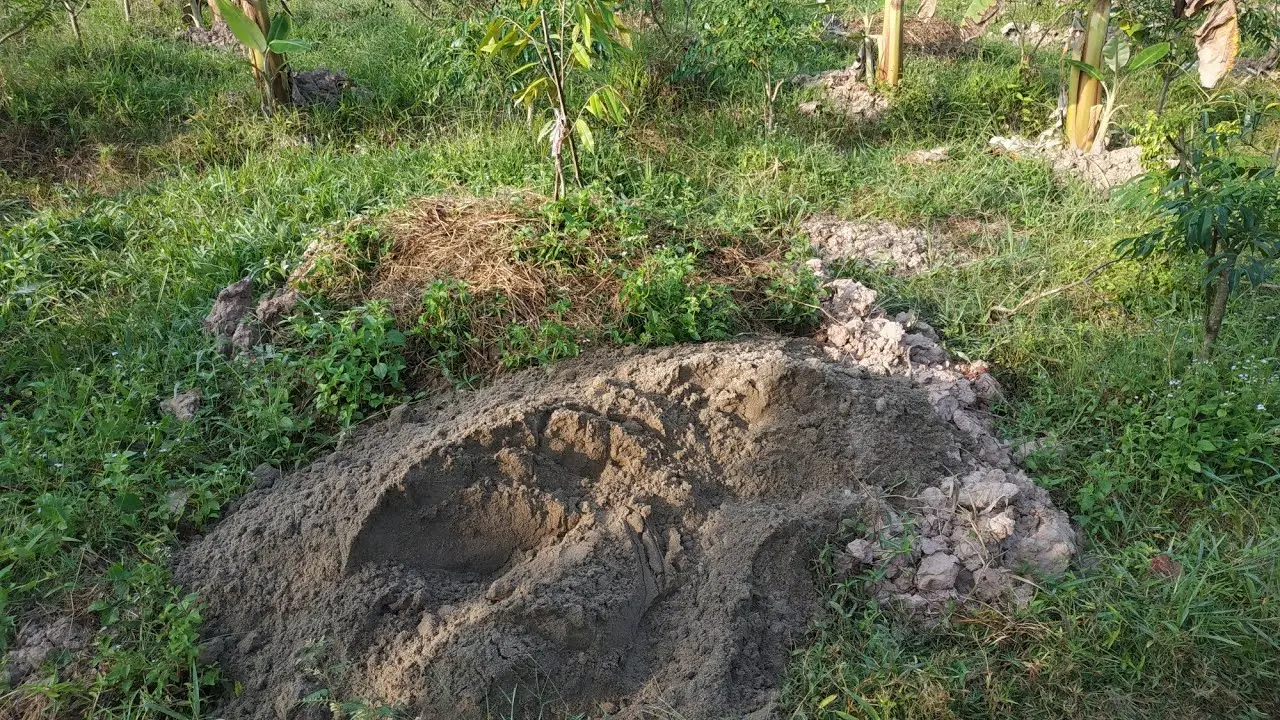 Khám Phá Vẻ Đẹp Trong Cải Tạo Đất Cát