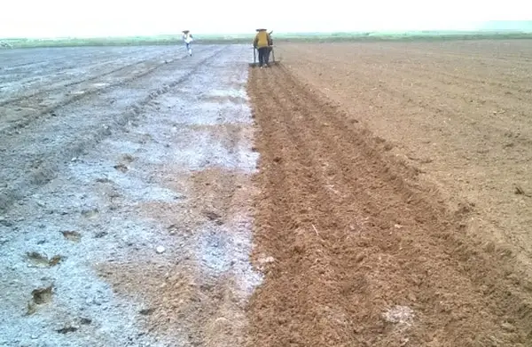 Khám Phá Vẻ Đẹp Trong Cải Tạo Đất Cát