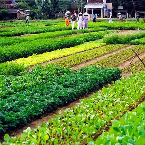 Vươn Lên Từ Mảnh Đất Cây Cải Tạo Đất - Hi Vọng Cho Nông Nghiệp Bền Vững