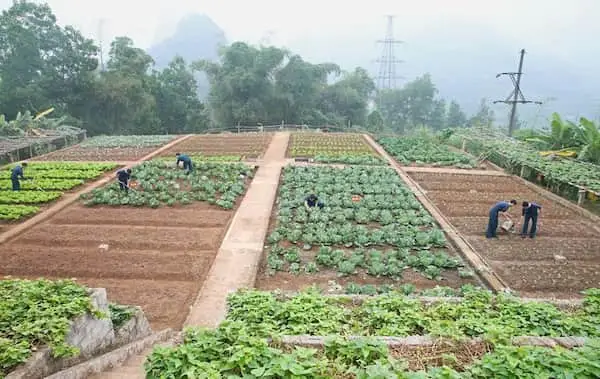 Vươn Lên Từ Mảnh Đất Cây Cải Tạo Đất - Hi Vọng Cho Nông Nghiệp Bền Vững