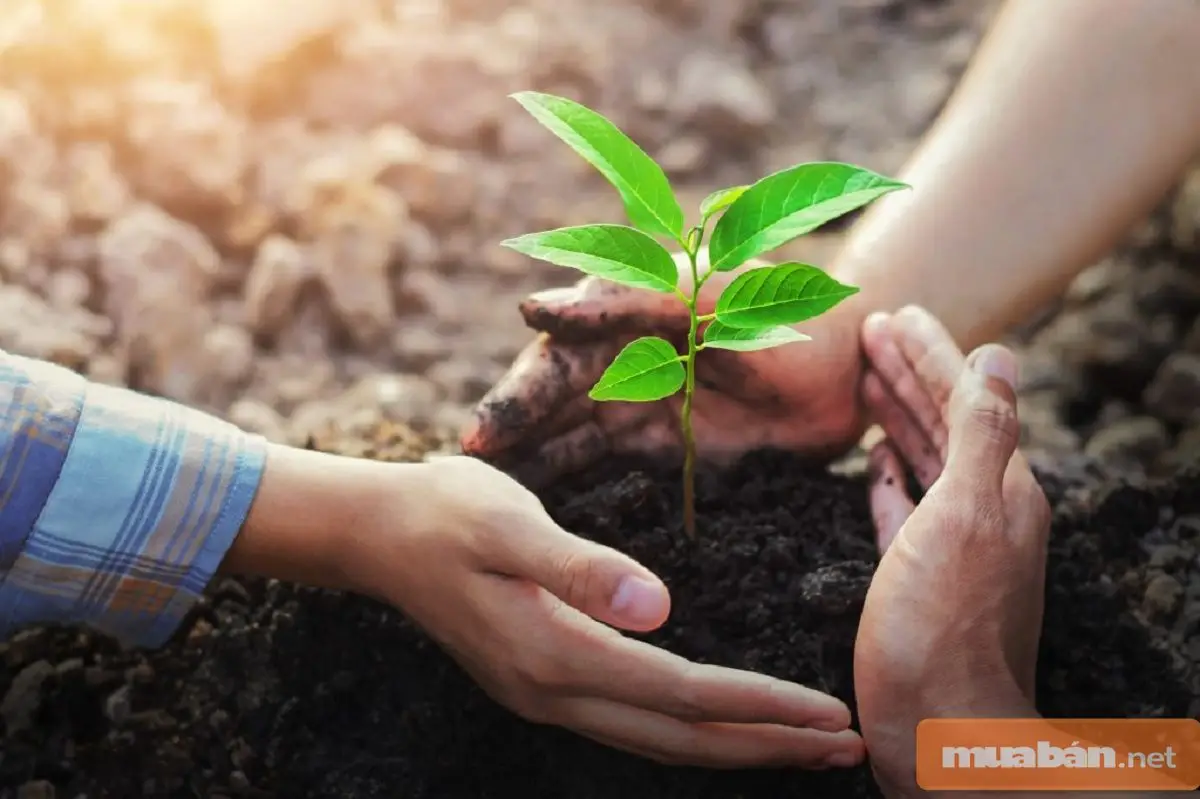 Vươn Lên Từ Mảnh Đất Cây Cải Tạo Đất - Hi Vọng Cho Nông Nghiệp Bền Vững