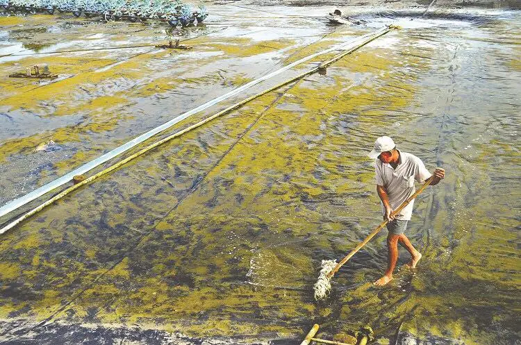 Vươn Lên Từ Mảnh Đất Cây Cải Tạo Đất - Hi Vọng Cho Nông Nghiệp Bền Vững