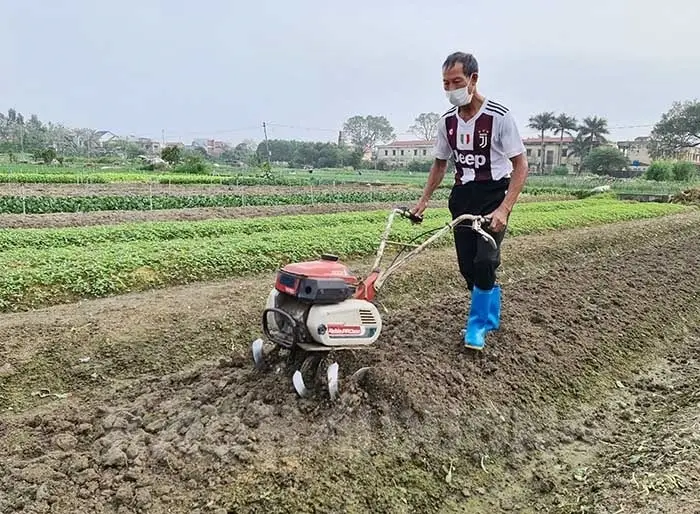 Vươn Lên Từ Mảnh Đất Cây Cải Tạo Đất - Hi Vọng Cho Nông Nghiệp Bền Vững