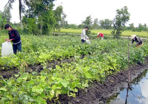 Chiến Tranh Chống Mặn – Con Đường Khôi Phục Đất Vàng