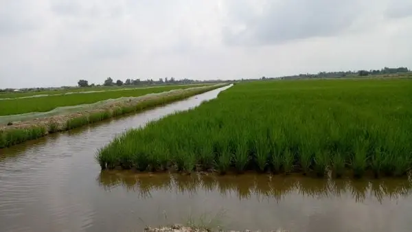 Chiến Tranh Chống Mặn – Con Đường Khôi Phục Đất Vàng