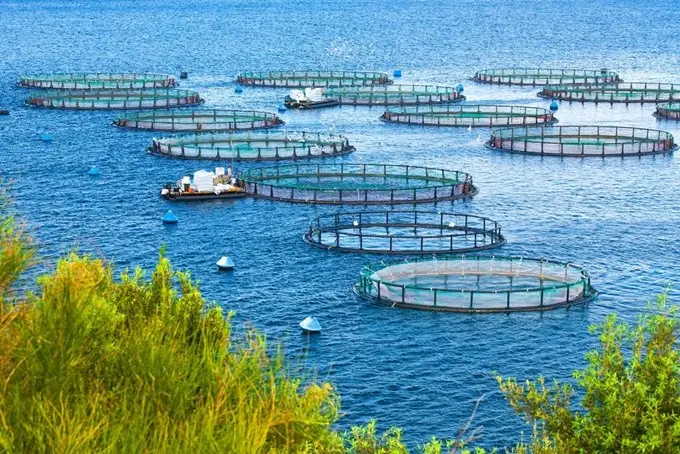 Viện nghiên cứu nuôi trồng thủy sản 2