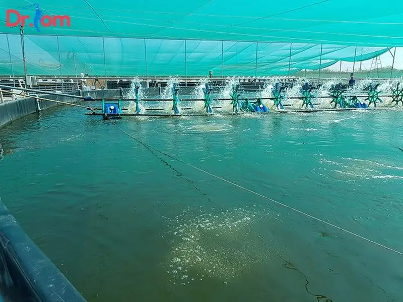 Nuôi trồng thủy sản của nước ta hiện nay