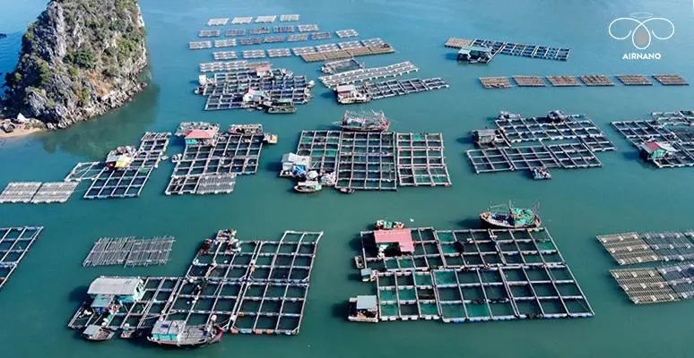 Nuôi trồng thủy sản của nước ta hiện nay