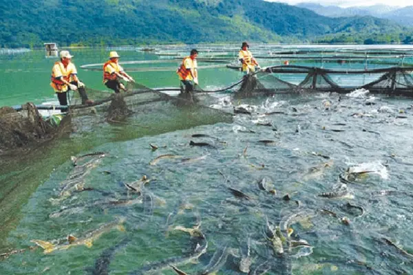 Nuôi trồng thủy sản của nước ta hiện nay