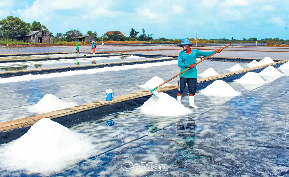 Cách Mạng Trắng Tương Lai Của Ngành Muối Với Lót Bạt Ruộng Muối