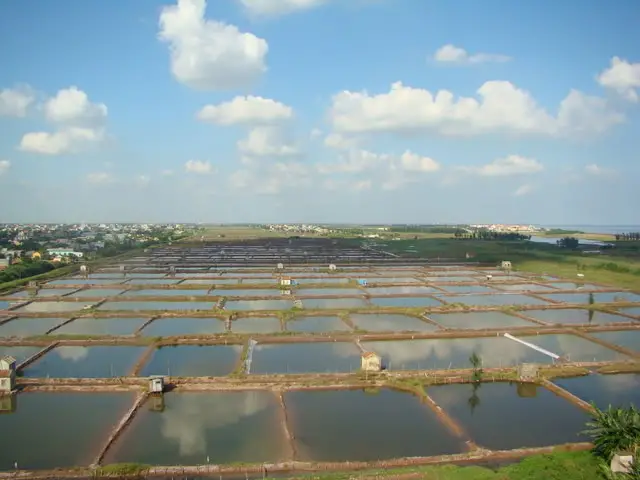 Bạch Long – Bản Tình Ca Muối Và Người