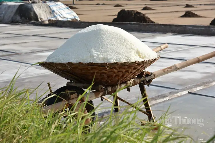 Bạch Long – Bản Tình Ca Muối Và Người