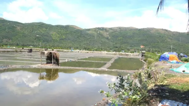 Ruộng Muối Bùi Lâm - Di Sản Văn Hóa và Niềm Hy Vọng Tương Lai