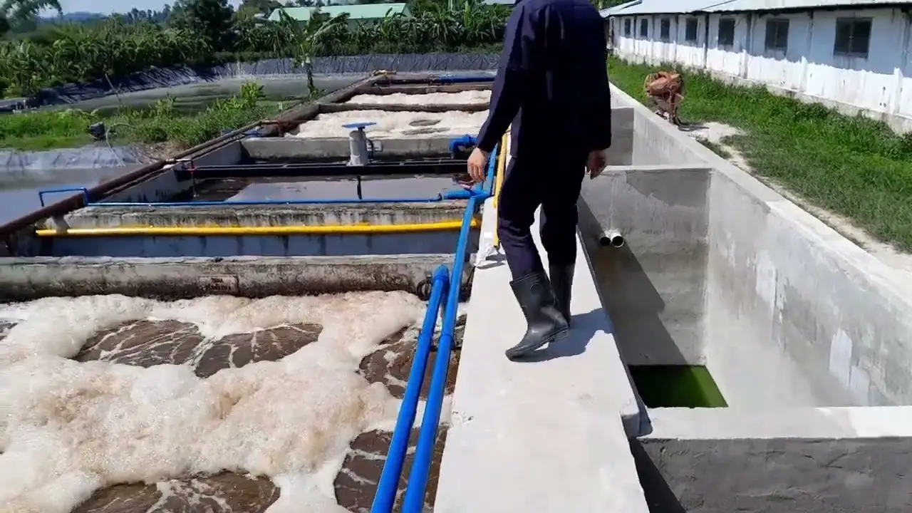 Xử lý nước thải chăn nuôi