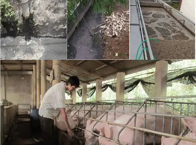 Xử lý nước thải chăn nuôi