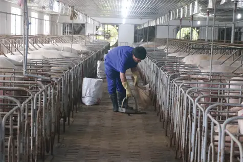 Xử lý nước thải chăn nuôi heo