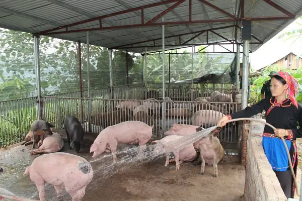 Cách tính lượng nước thải chăn nuôi heo