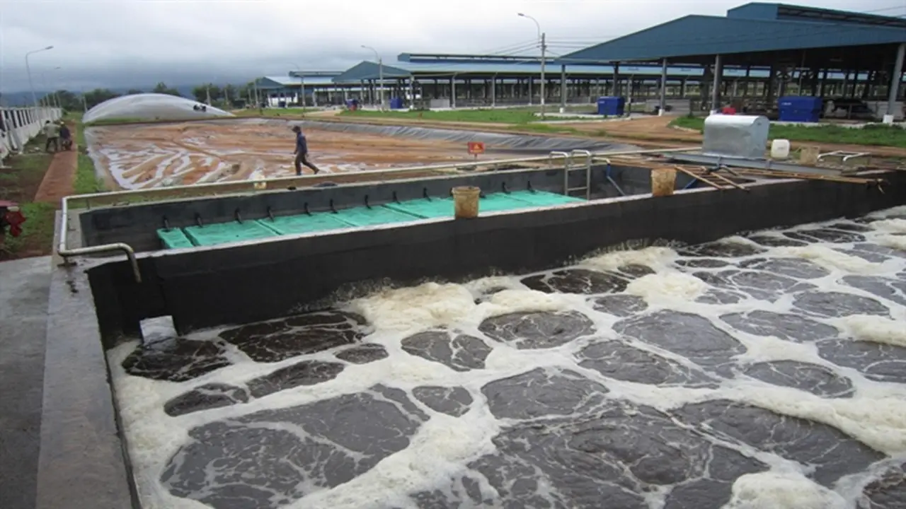 Công nghệ xử lý nước thải chăn nuôi heo