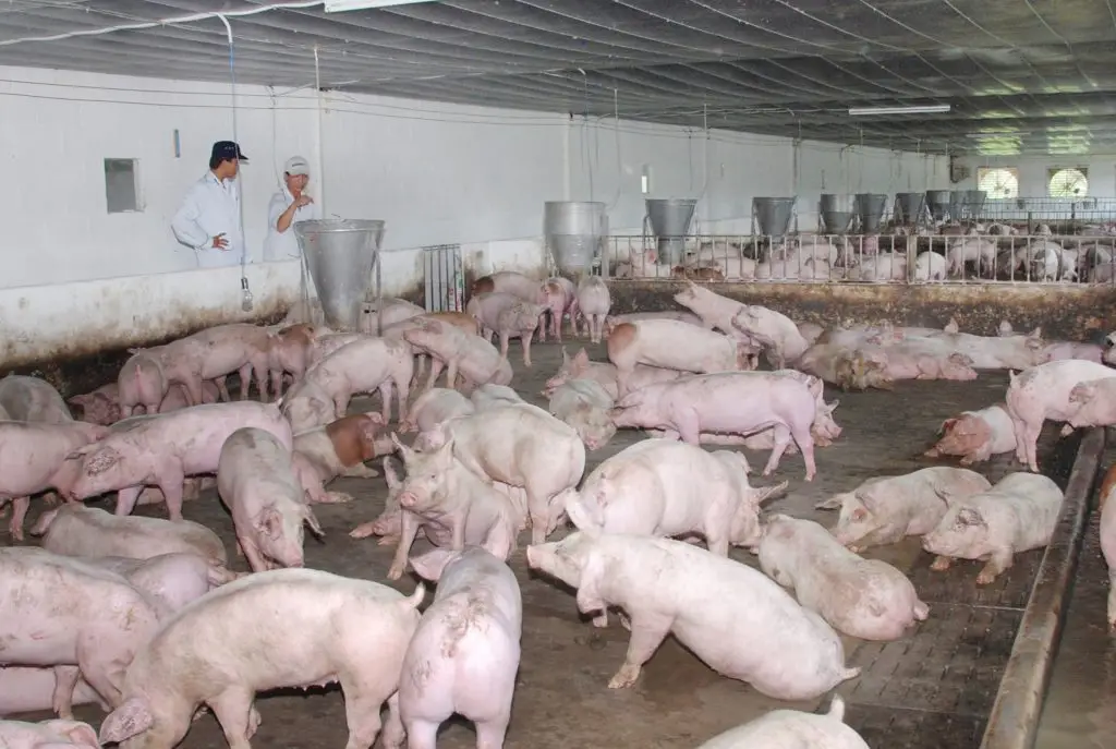Qcvn 62 nước thải chăn nuôi