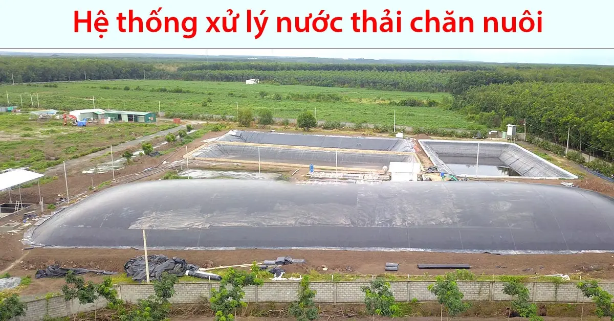 Qcvn 62 nước thải chăn nuôi