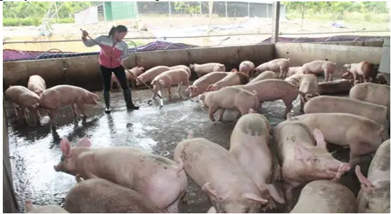 Qcvn 62 nước thải chăn nuôi