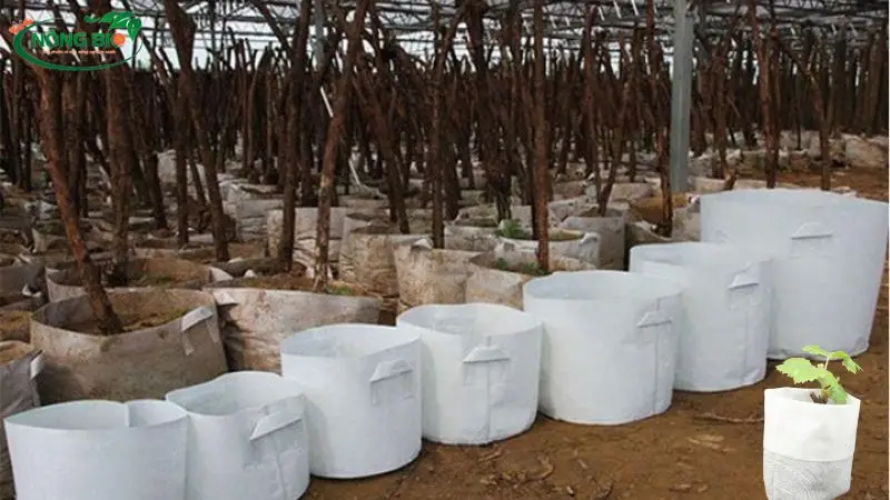 Xanh hóa không gian sống với Túi Vải Trồng Cây Xu hướng tiêu dùng thông minh và bền vững