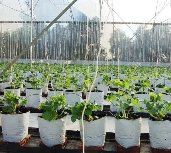 Xanh hóa không gian sống với Túi Vải Trồng Cây Xu hướng tiêu dùng thông minh và bền vững